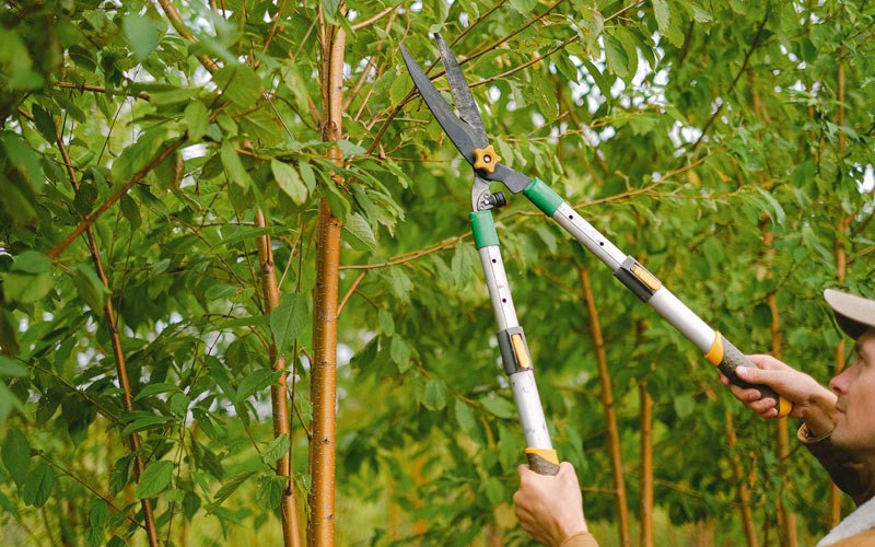 Tree trimming in Evansdale, IA